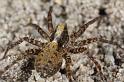Pardosa_lugubris_D7413_Z_88_NP De Hoge Veluwe_Nederland